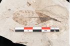 Foto (Detailansicht) von Sphaeria palaeodaphnes Ettingshausen (NHMW-GEO-2024-0188-6711)